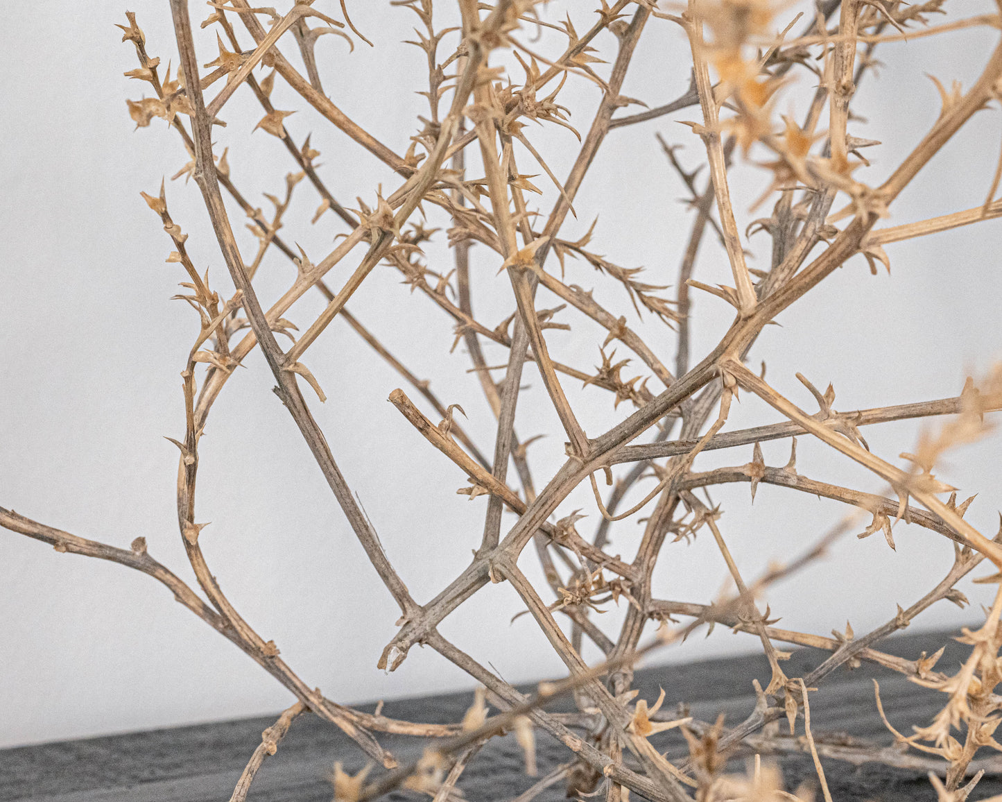 Large Country Tumbleweed | Natural
