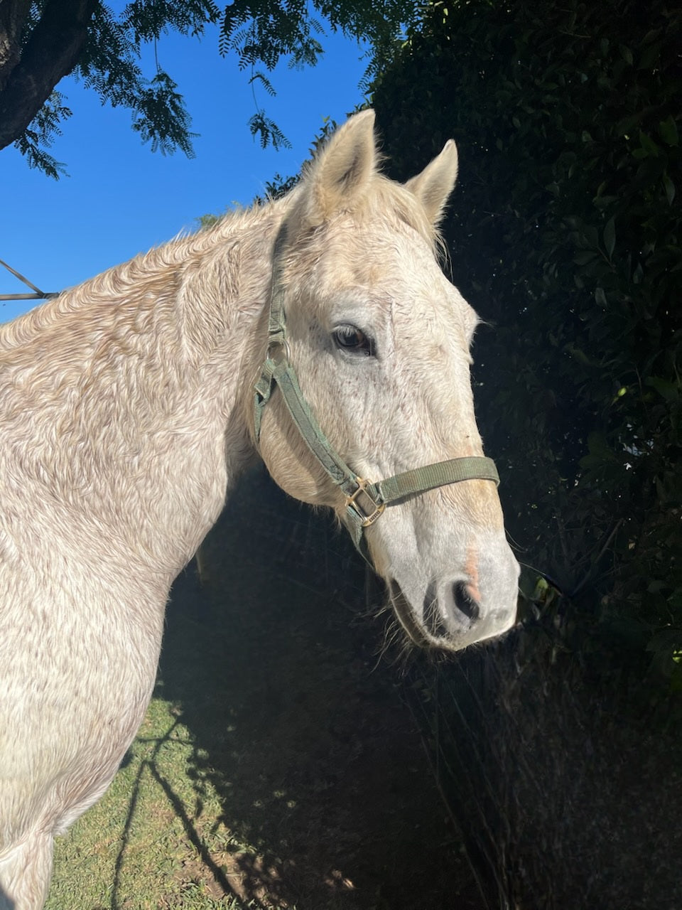 Private Meet a Horse & Take Photos