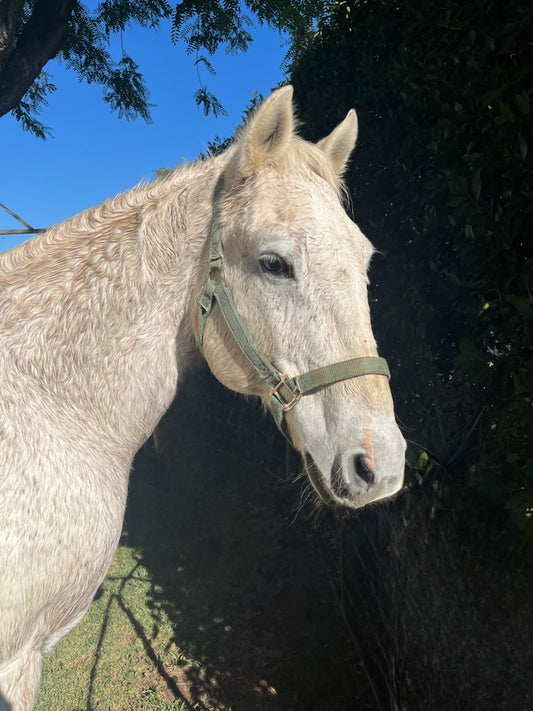Private Meet a Horse & Take Photos