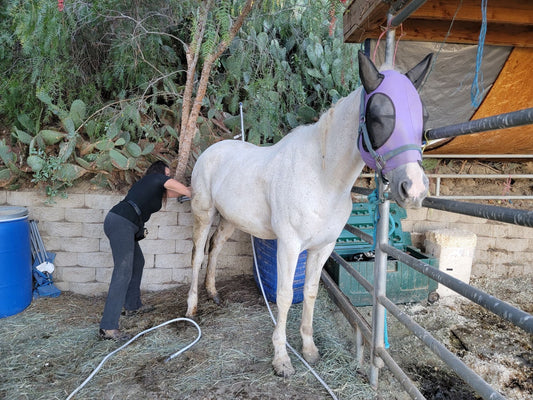 Private Groom & Feed