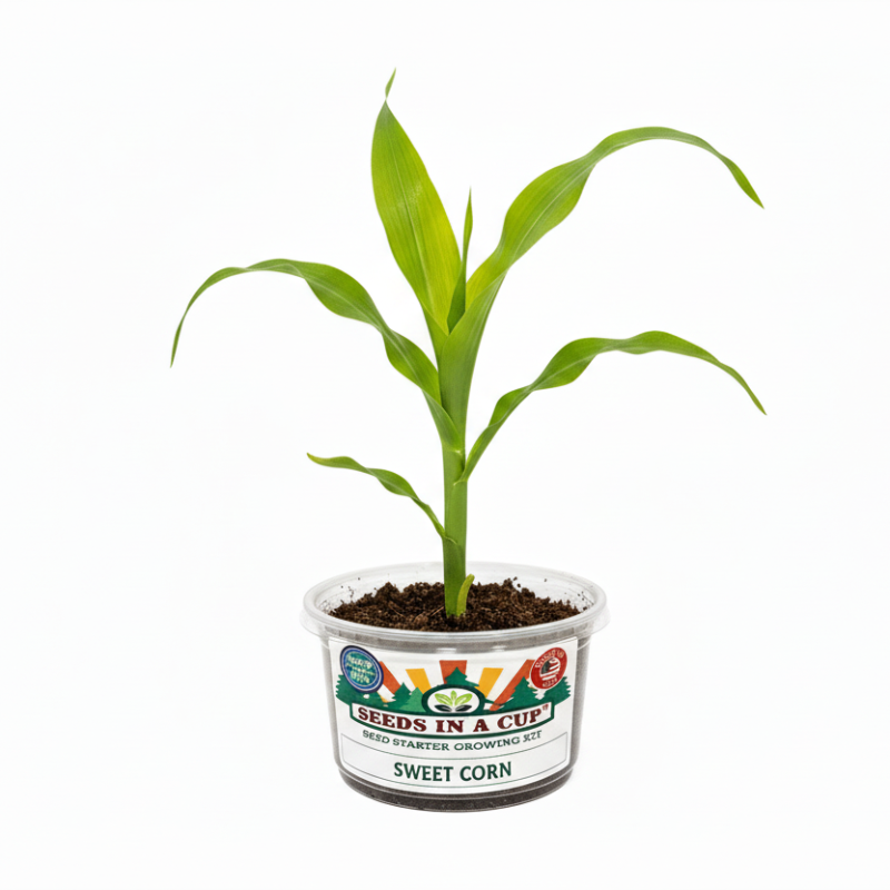 Sweet Corn Grow Kit | Seeds In A Cup®