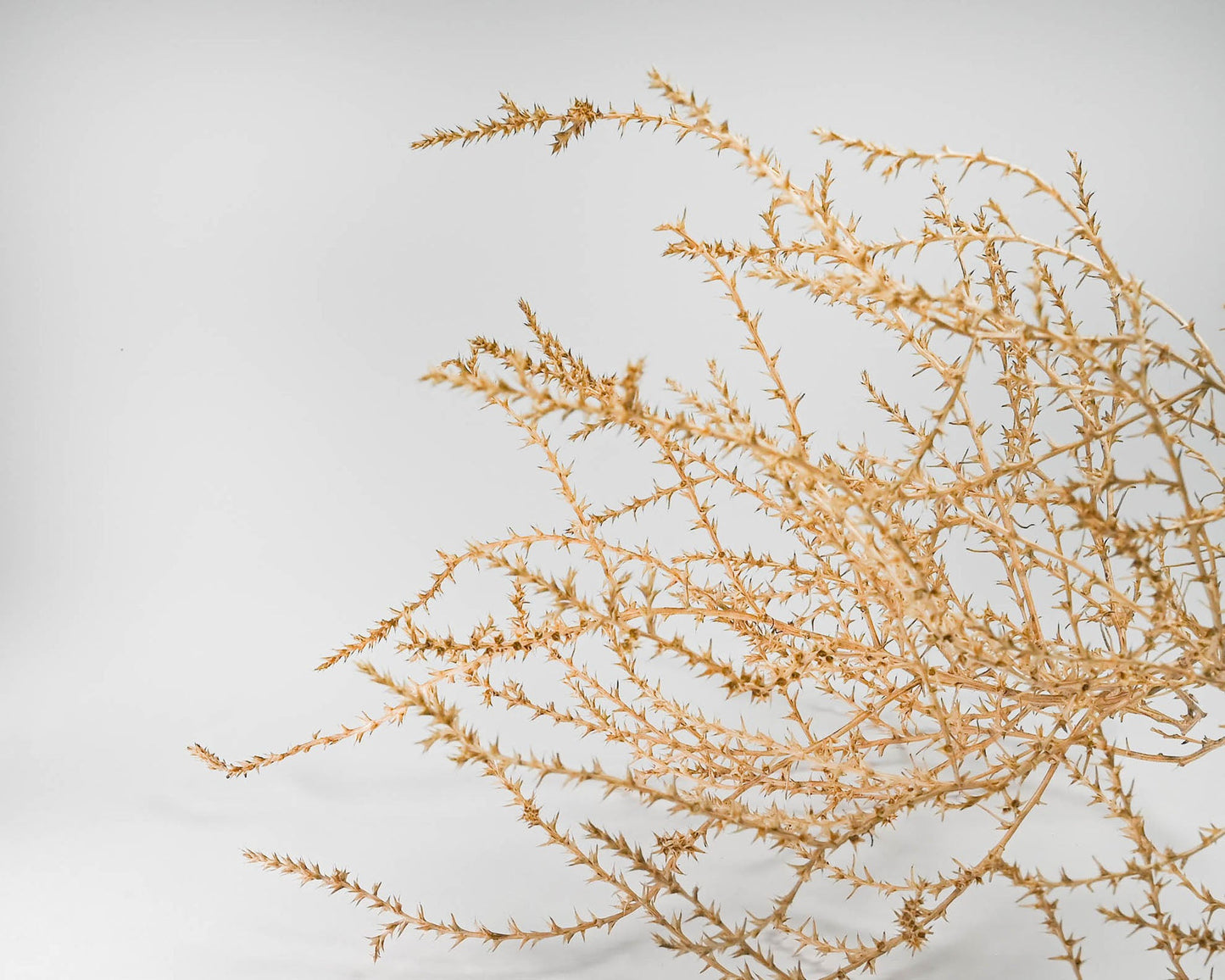 Large Country Tumbleweed | Natural