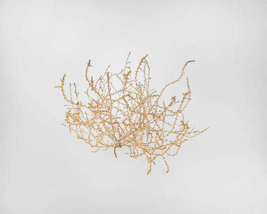 Large Country Tumbleweed | Natural