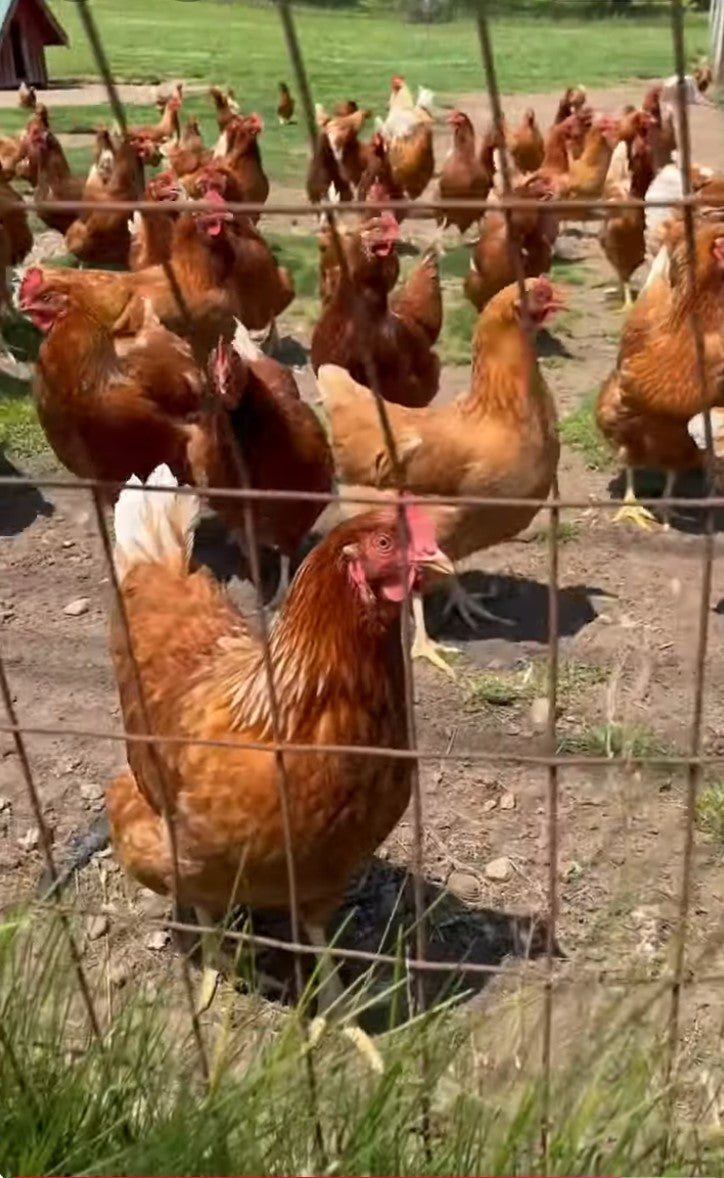 Load video: Chickens Run to Greet Me